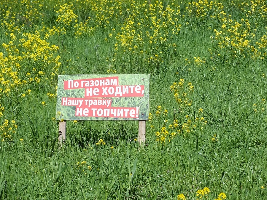 Почти миллион рублей потратят на цветы в Гатчинском парке