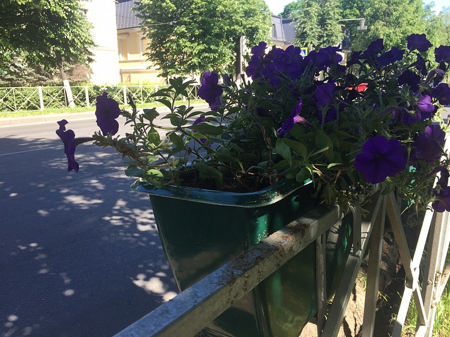 Гатчинцев просят не выкапывать цветы с городских клумб