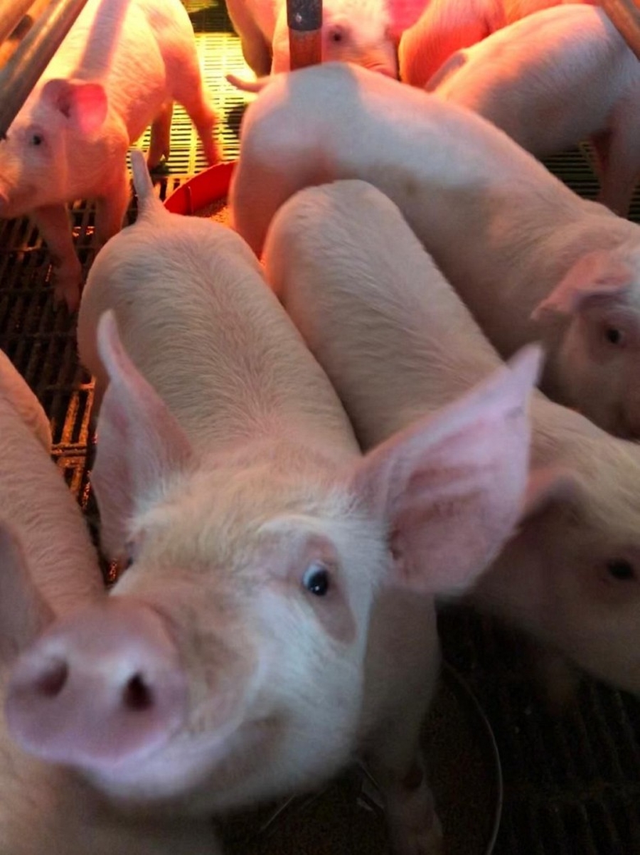 Супермаркеты России отправят на корм животным потерявшие товарный вид продукты